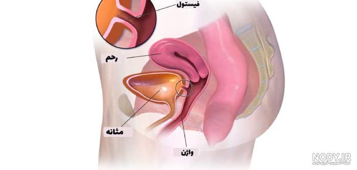 عکس اعضای بدن زن واقعی با اسم فارسی