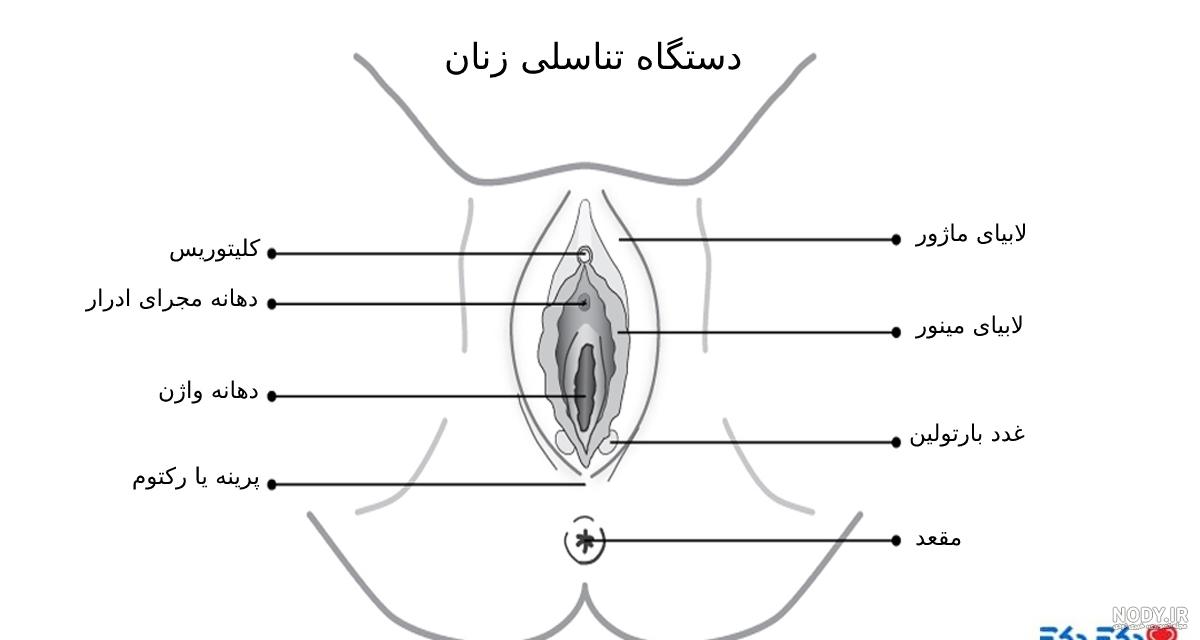 مقعد چیست؟ عملکرد، ساختار و انواع بیماری‌های مقعد با عکس | کلینیک پایتخت