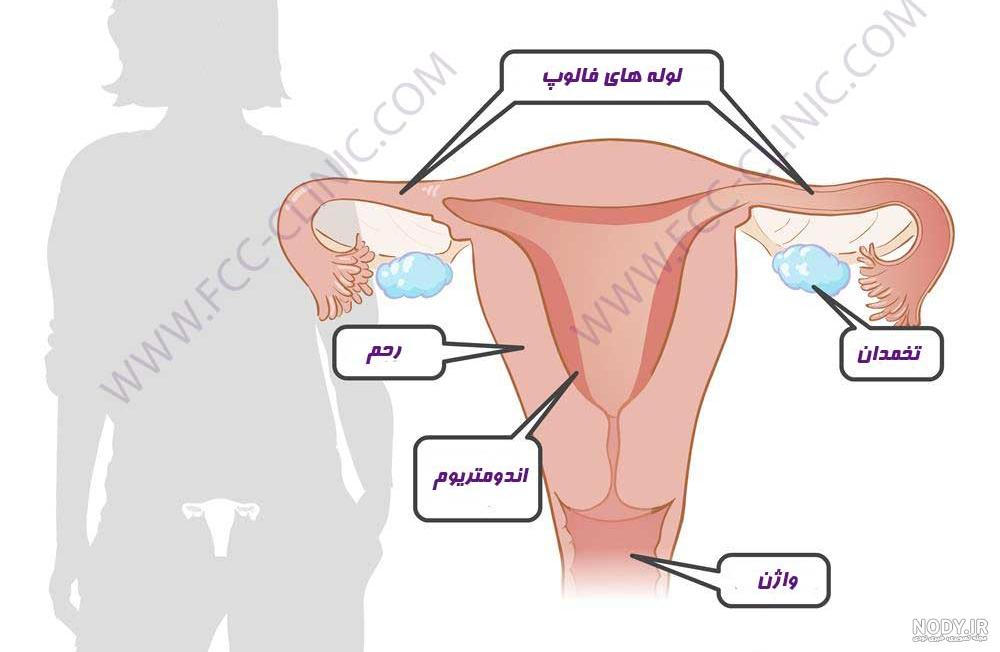 هر آن چیزی که باید درباره آلت تناسلی پنهان یا نهفته بدانید - دکتر حجت سلیمی هر آن چیزی که باید درباره آلت تناسلی پنهان یا نهفته بدانید - دکتر حجت سلیمی