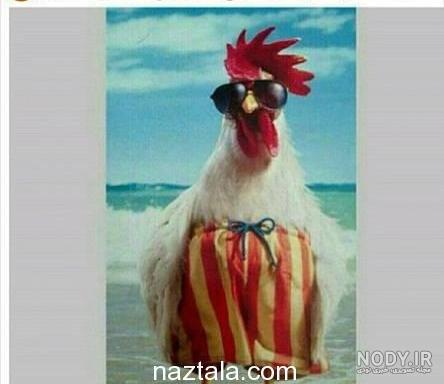 29 عکس نوشته خنده دار ideas | funny education quotes, fun texts, jokes pics 29 عکس نوشته خنده دار ideas | funny education quotes, fun texts, jokes pics