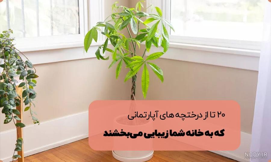 دانلود رایگان عکس با کیفیت درختچه آپارتمانی کد فایل 1106104 | طرح دات آی آر دانلود رایگان عکس با کیفیت درختچه آپارتمانی کد فایل 1106104 | طرح دات آی آر