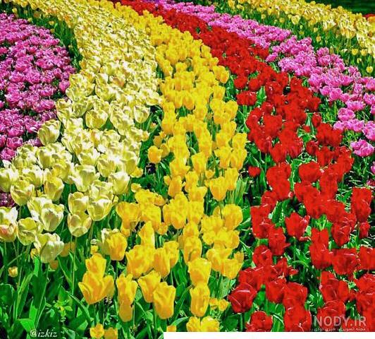دانلود قاب و فریم عکس PSD با طرح گل های لاله قرمز دانلود قاب و فریم عکس PSD با طرح گل های لاله قرمز