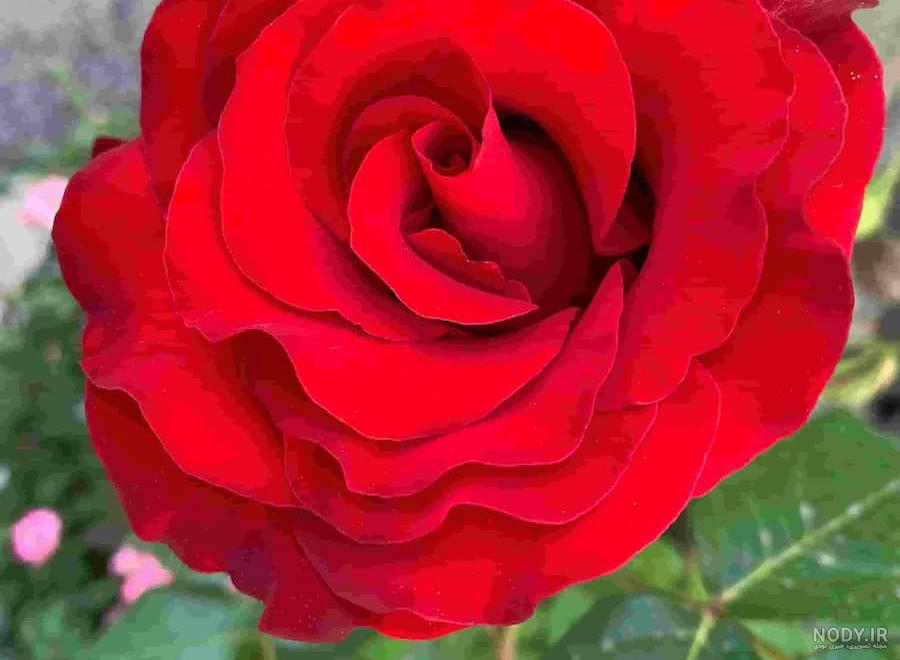 دسته‌بندی عکس گل های زیبا - تصاویرزیبا|عکس های زیبا