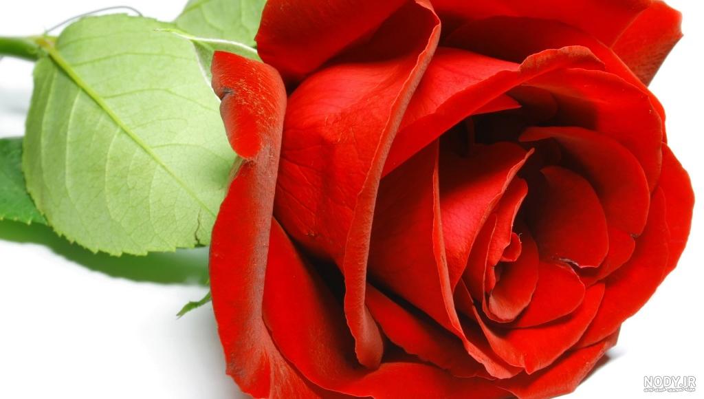 سری دوم گالری عکس های گل رز قرمز زیبا | تصاویر گل رز سرخ سری دوم گالری عکس های گل رز قرمز زیبا | تصاویر گل رز سرخ