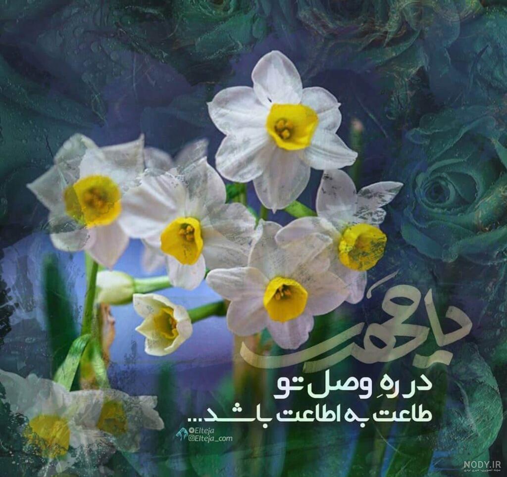 عکس از گل نرگس برای پروفایل عکس از گل نرگس برای پروفایل
