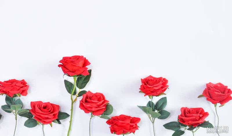 عکس های جدید گل رز قرمز زیبا عکس های جدید گل رز قرمز زیبا