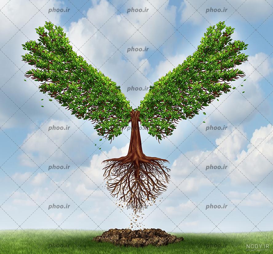 عکس درخت نخل عکس درخت نخل