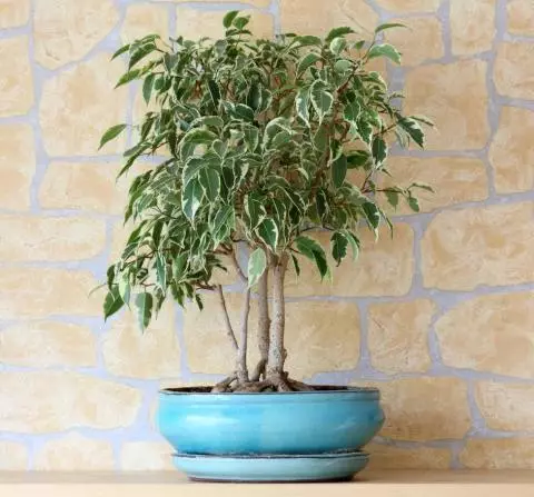 عکس درختچه انبه عکس درختچه انبه