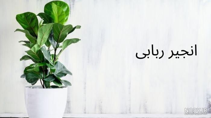 عکس درختچه حنا عکس درختچه حنا