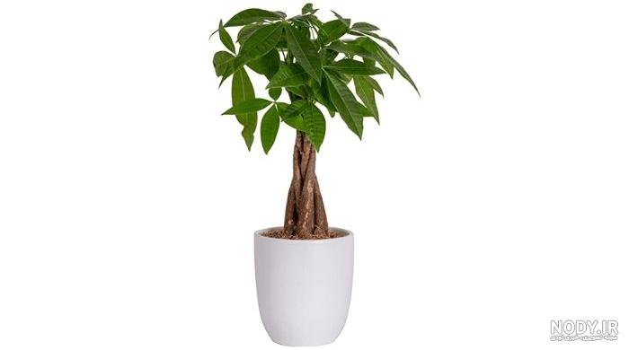 عکس درختچه دوربری شده - گرافیک با طعم تربچه - طرح لایه باز عکس درختچه دوربری شده - گرافیک با طعم تربچه - طرح لایه باز