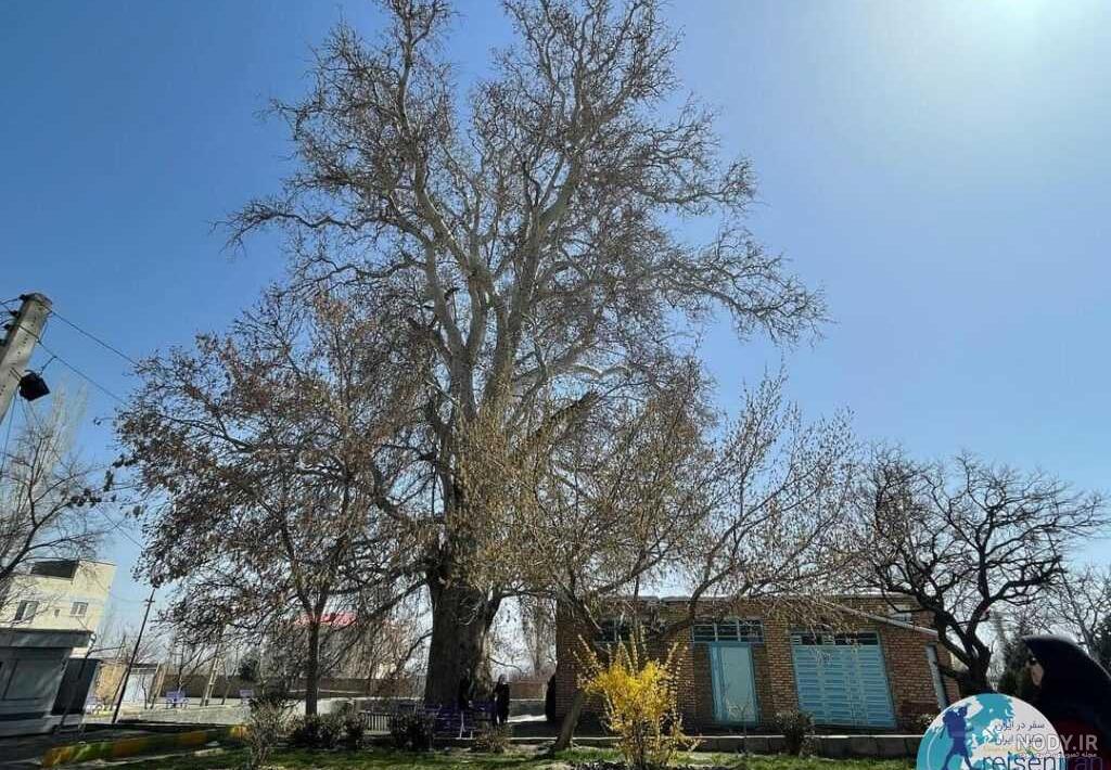 عکس های زیبا از برگ درختان چنار در طبیعت پاییزی و بهاری عکس های زیبا از برگ درختان چنار در طبیعت پاییزی و بهاری