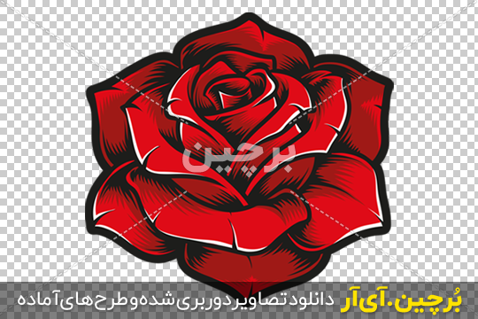 عکس های زیبا از گل های رز سرخ عکس های زیبا از گل های رز سرخ