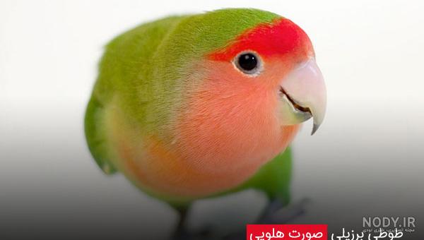 عکس های طوطی برزیلی