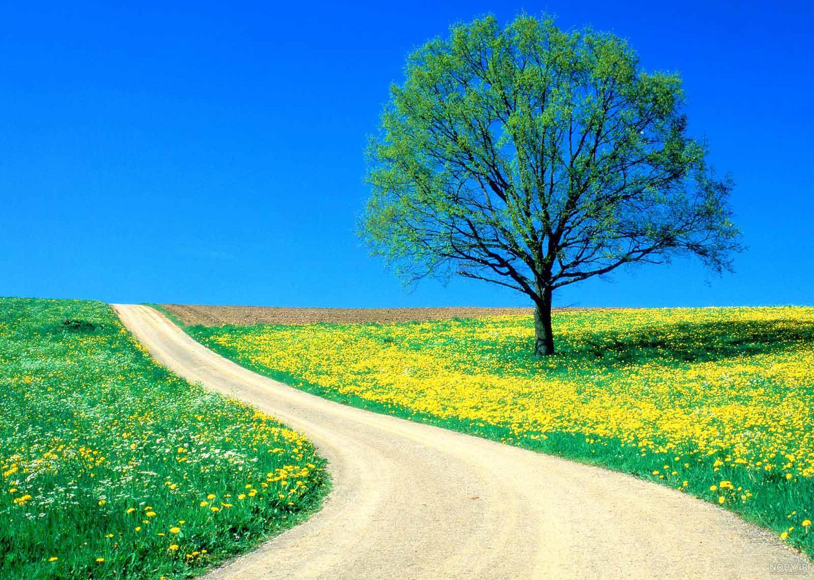 عکس هایی از یک باغ گل بسیار زیبا و دیدنی