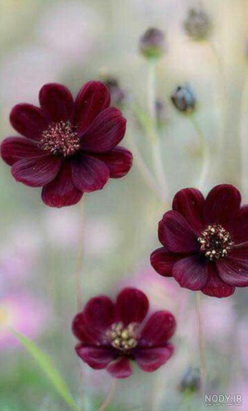 عکس هایی زیبا از طبیعت