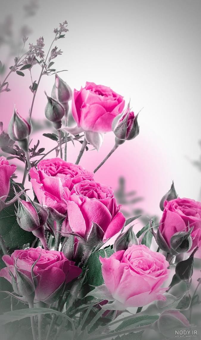 عکس های گل های رز