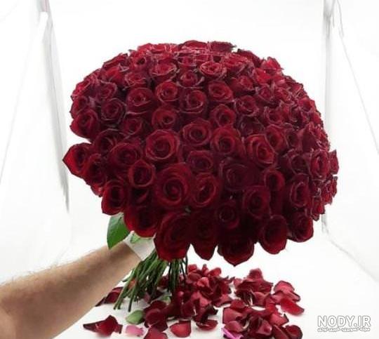 عکس های گل رز قرمز عکس های گل رز قرمز
