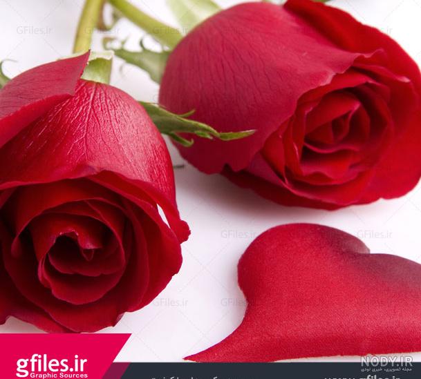 عکس های گل رز قرمز مشکی عکس های گل رز قرمز مشکی