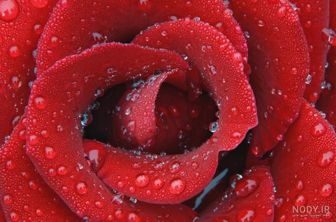 عکس های گل سرخ برای پروفایل عکس های گل سرخ برای پروفایل
