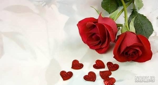 عکس گل های لاله سرخ عکس گل های لاله سرخ