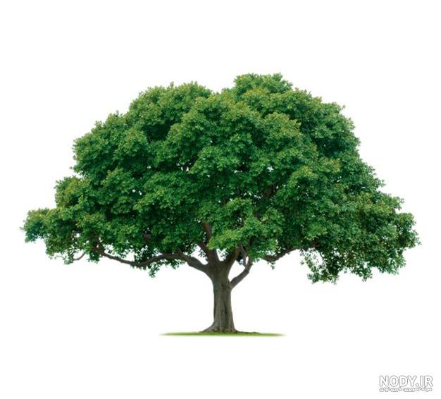 فواید درخت و چرا باید درخت بکاریم و چرا درختان برای انسان ها مفید می باشند فواید درخت و چرا باید درخت بکاریم و چرا درختان برای انسان ها مفید می باشند