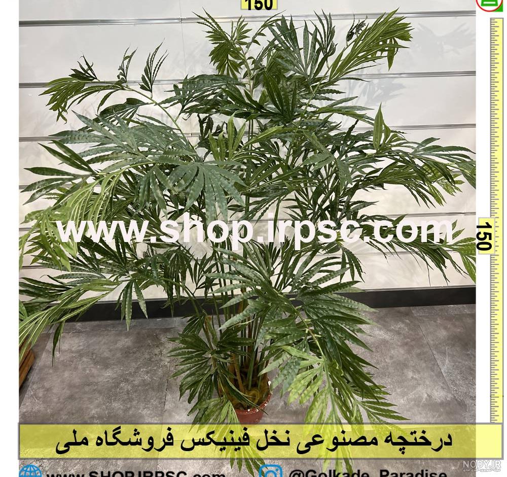 معرفی بهترین و محبوب ترین درختچه های زینتی آپارتمانی |گل بازار معرفی بهترین و محبوب ترین درختچه های زینتی آپارتمانی |گل بازار