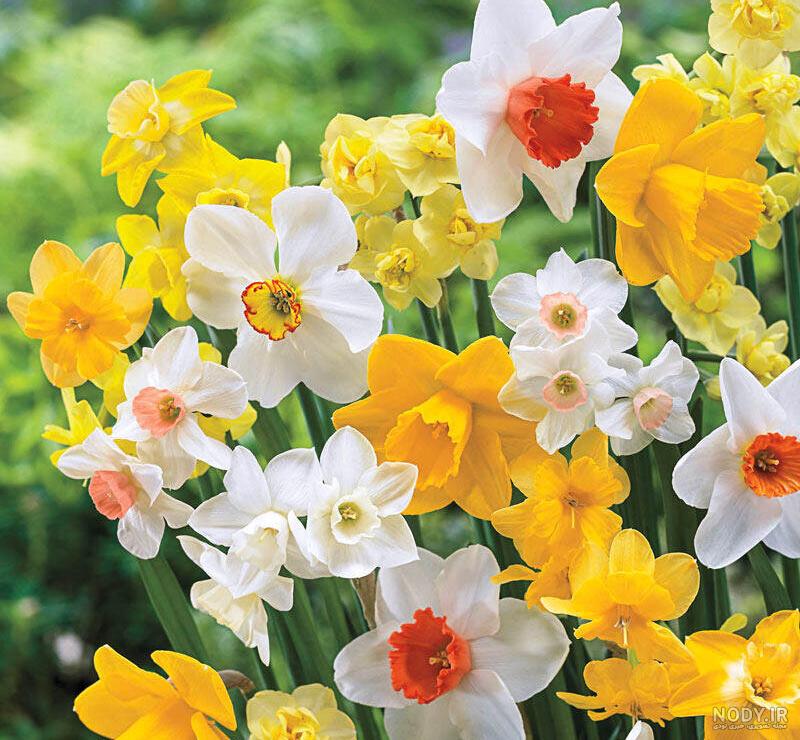 والپیپر عکس گل نرگس برای پس زمینه و تم گوشی و پروفایل با کیفیت HD والپیپر عکس گل نرگس برای پس زمینه و تم گوشی و پروفایل با کیفیت HD
