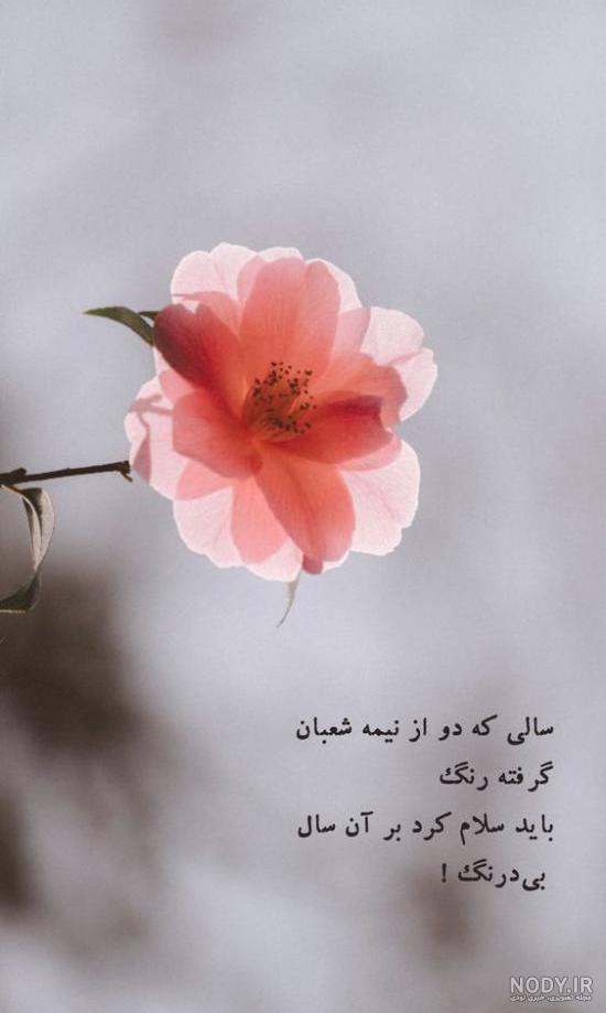 کلیپ و عکس استوری نیمه شعبان ١۴٠٠ خاص و زیبا - ستاره کلیپ و عکس استوری نیمه شعبان ١۴٠٠ خاص و زیبا - ستاره