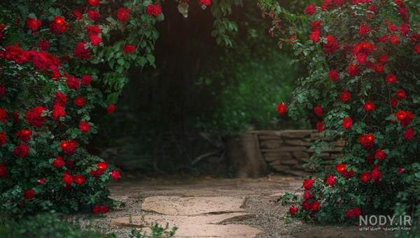 گل های رنگارنگ برای تولد و سوپرایز کردن دوستان و آشنایان - مجله گلپینو گل های رنگارنگ برای تولد و سوپرایز کردن دوستان و آشنایان - مجله گلپینو