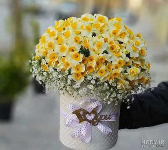 60 عکس گل نرگس باکیفیت برای پروفایل و والپیپر گوشی، فوق العاده و خاص -  مینویسم