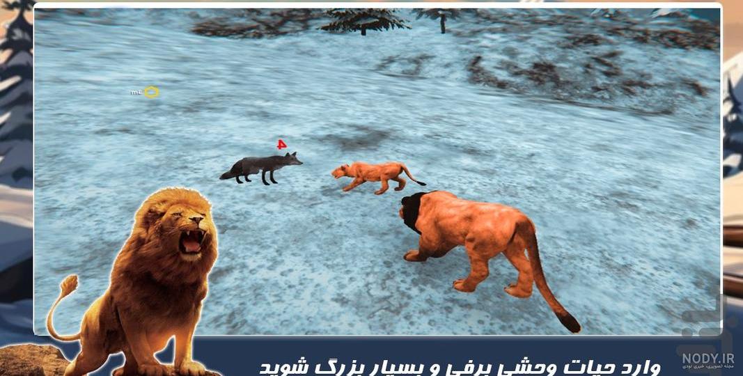 تصاویر) چرا چشم‌های شیر شبیه چشم‌های گربه‌ نیستند؟