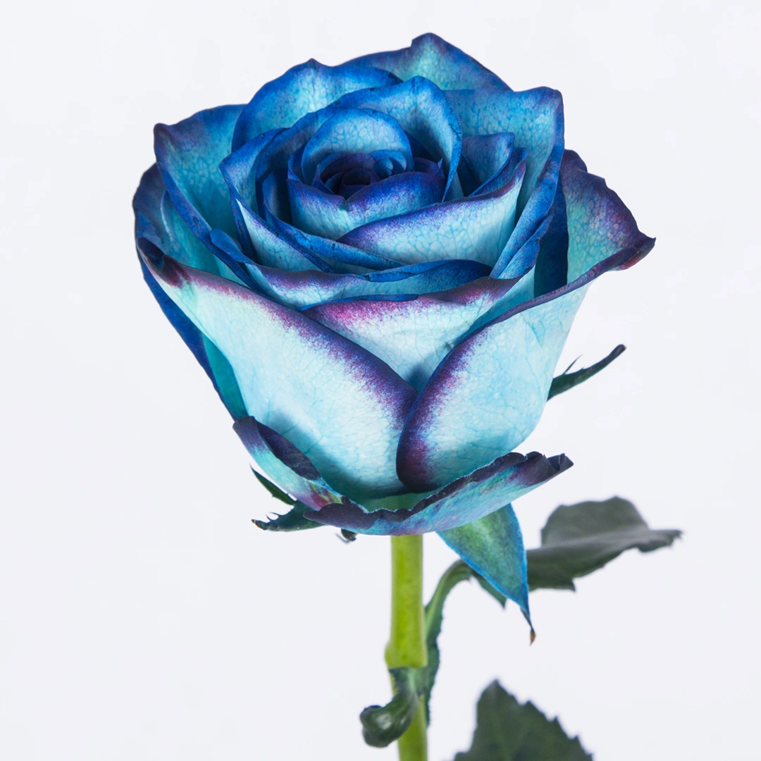 دسته گل مینیمال رز آبی طرح دریا | اطلس گل | Atlas Flower
