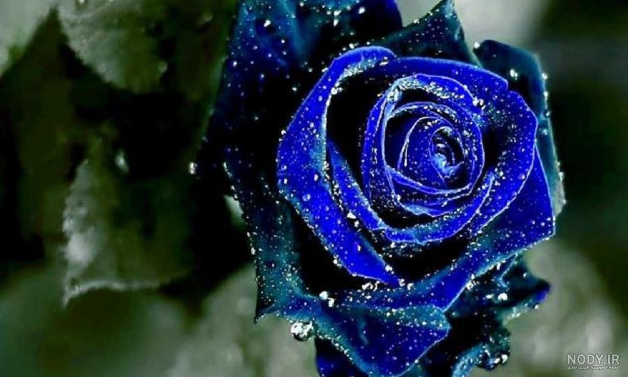 عکس بسیار زیبا از گل رز آبی برای پروفایل