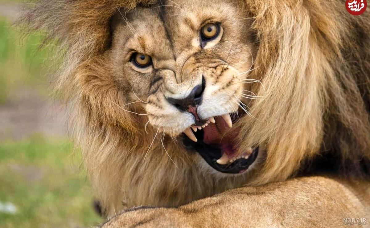 عکس های زیبا و دیدنی از شیر سلطان جنگل