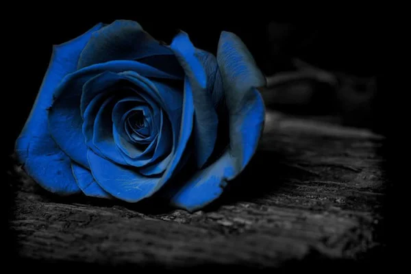 عکس گل رز آبی؛ ۳۳ عکس جذاب و زیبا برای پروفایل - ستاره