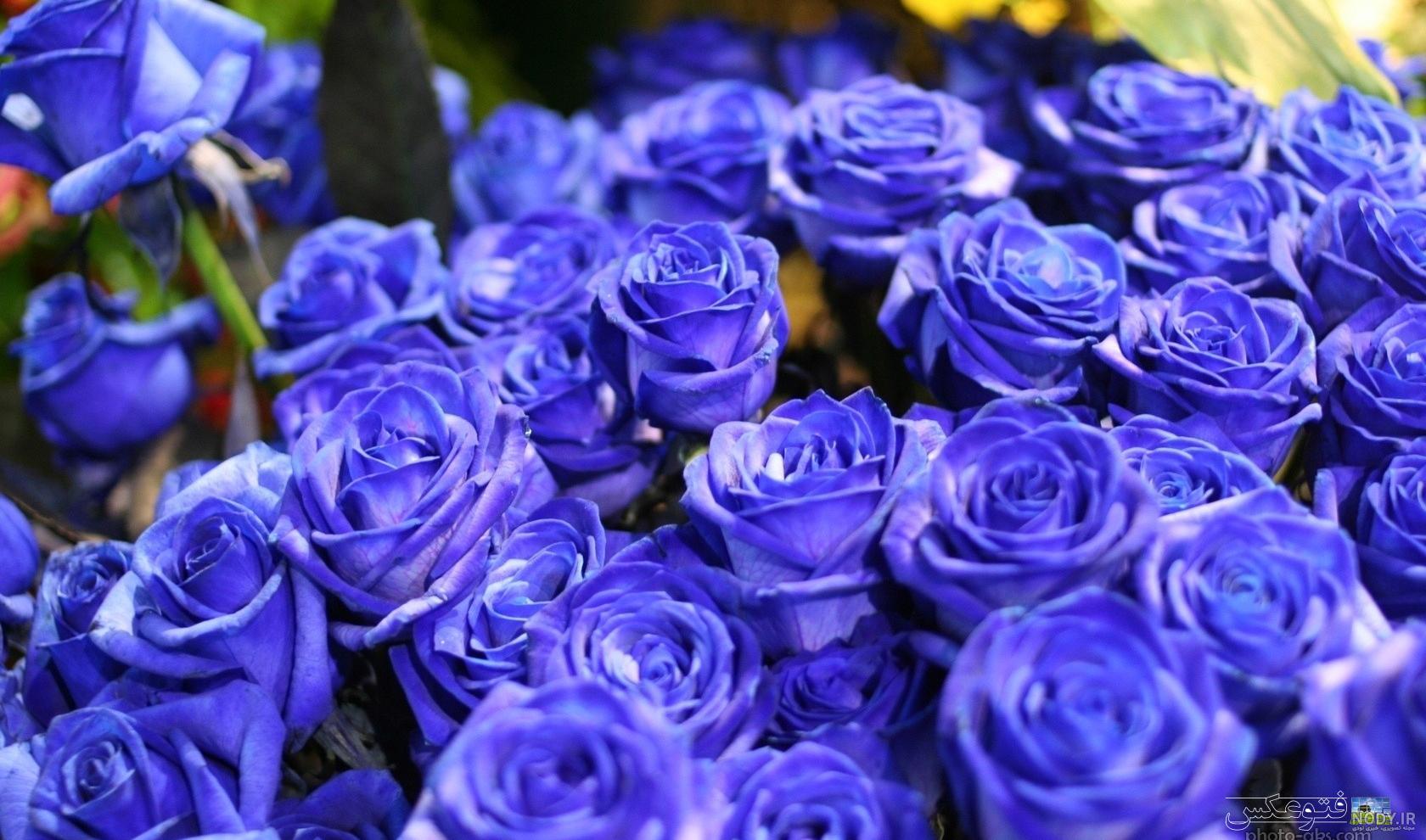 عکس گل رز آبی؛ ۳۳ عکس جذاب و زیبا برای پروفایل - ستاره
