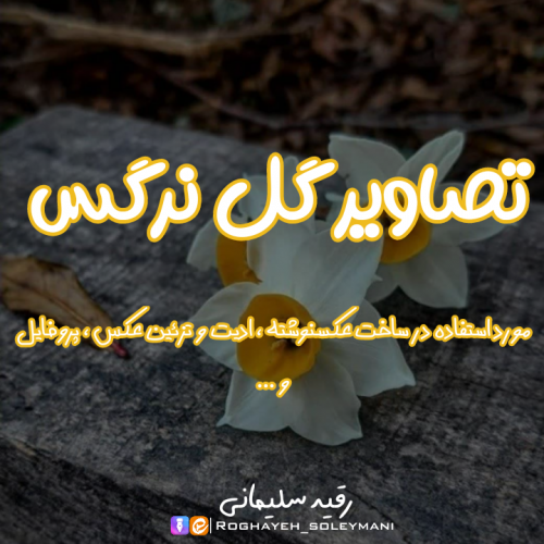 عکس گل نرگس زیبا برای پروفایل؛ بهترین تصاویر برای عاشقان | گلی شی