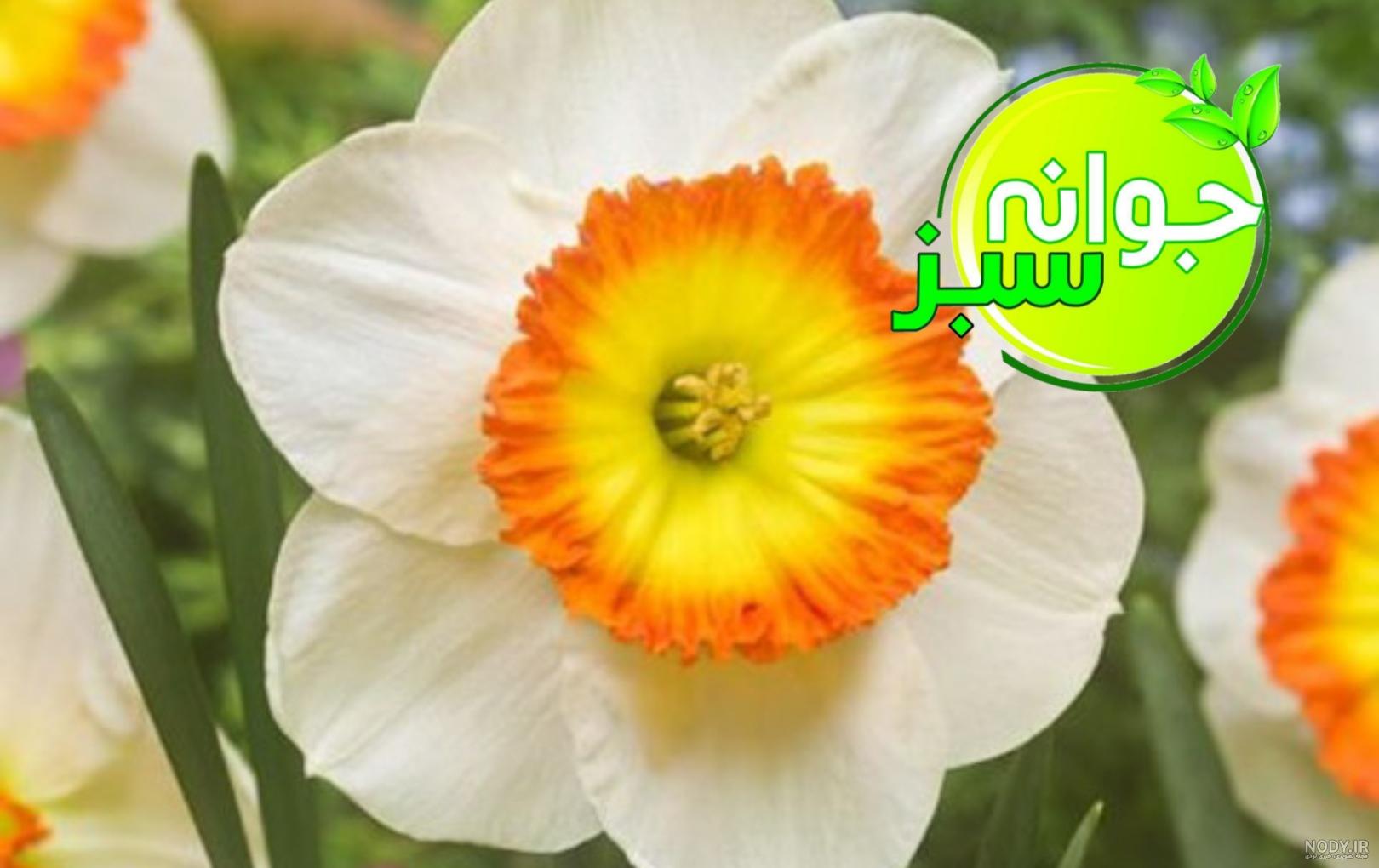 عکس گل نرگس زیبا برای پروفایل؛ بهترین تصاویر برای عاشقان | گلی شی