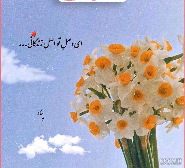 متن در مورد گل نرگس 🌼+ عکس نوشته عاشقانه درباره گل نرگسی - ماگرتا