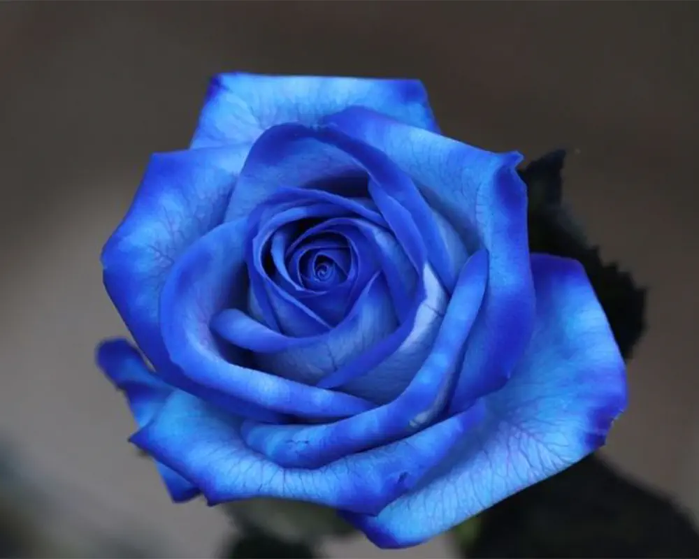 مجموعه عکس گل رز آبی زیبا (جدید)