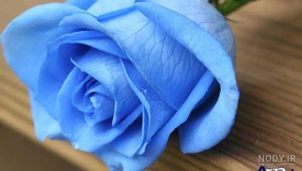 هر آنچه که باید در مورد گل رز آبی بدانید | سیتی گل
