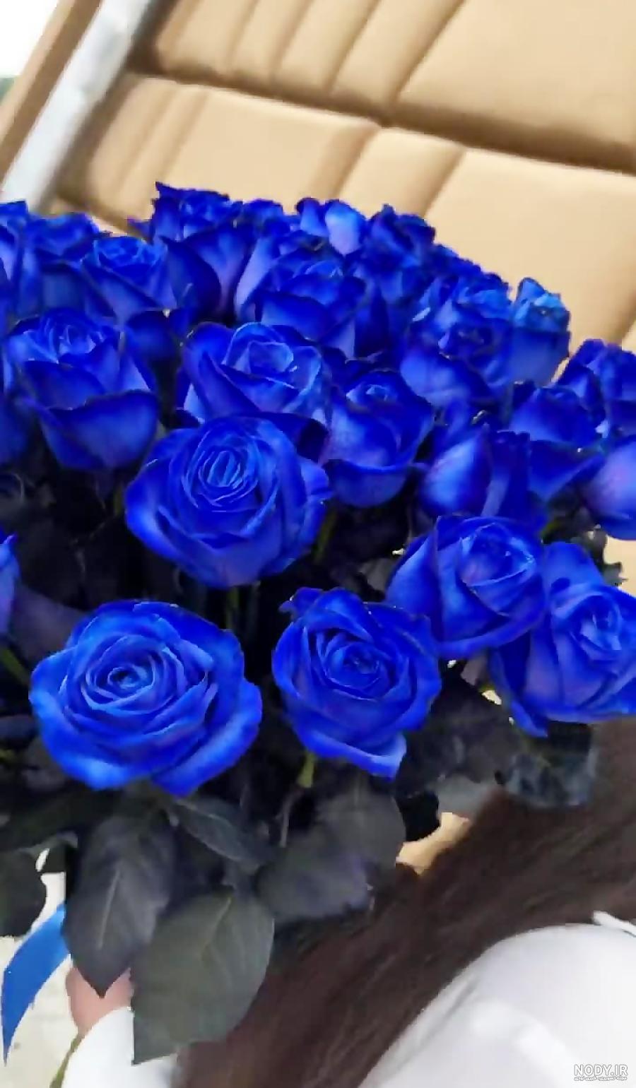 همه چیز درباره ی گل رز آبی - رز آبی یکی از گل های خاص برای تولد آقایان