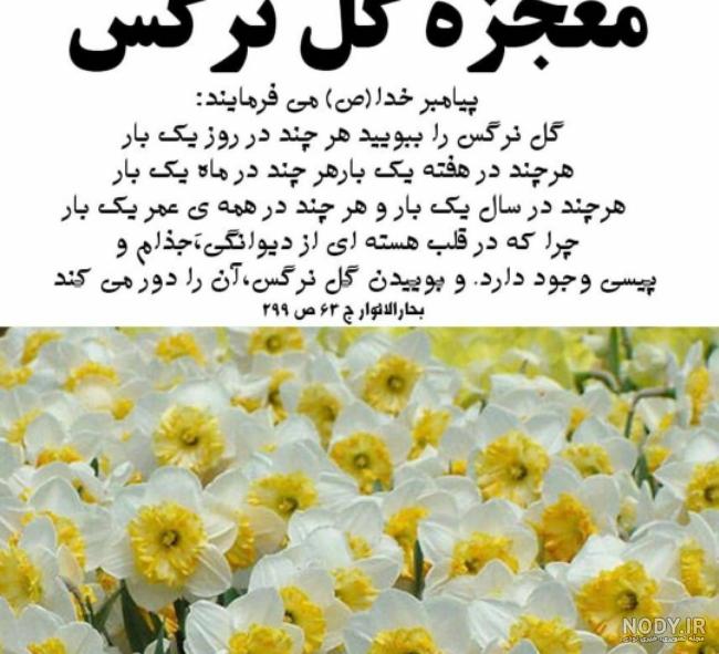 گل چیست 🌸 50 عکس انواع گل زیبا جذاب آپارتمانی زیبا