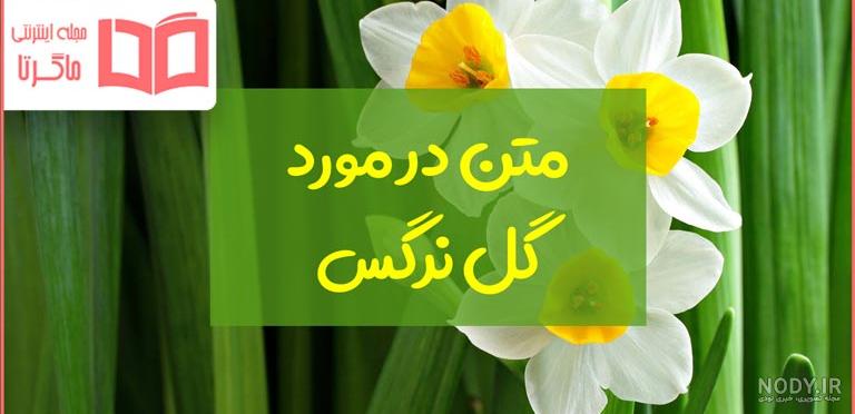 ۴۱ عکس گل نرگس با کیفیت و زیبا برای پروفایل جدید - مجله انگیزه
