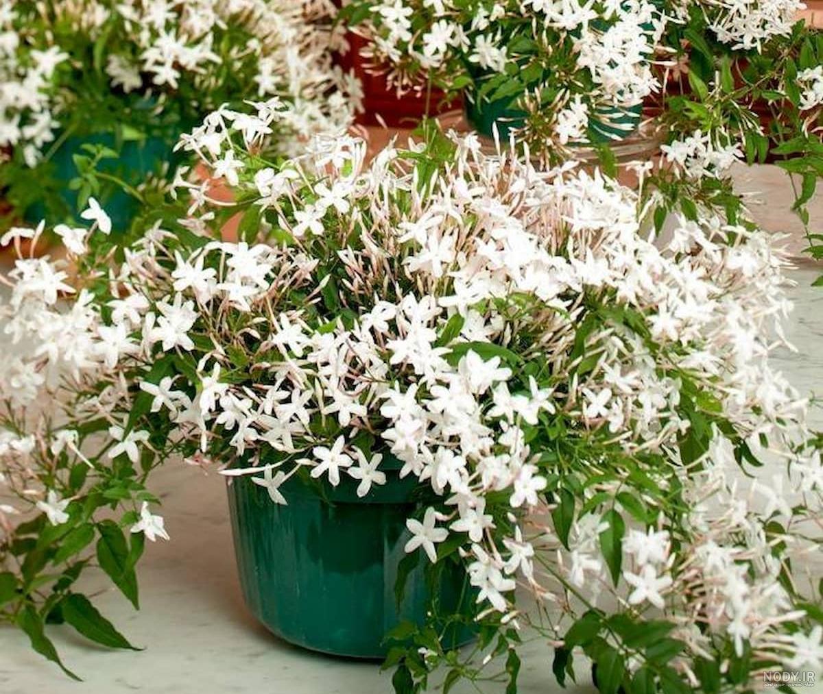 18 خاصیت گل یاس و مضرات آن 18 خاصیت گل یاس و مضرات آن