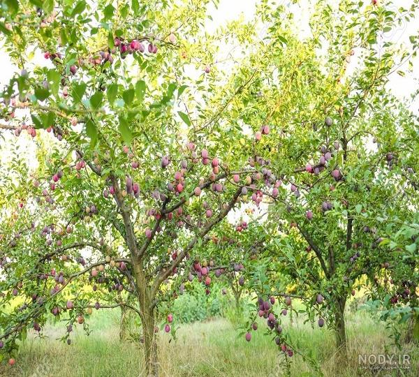 آلو خرمایی - تره بار اینترنتی سبزی من آلو خرمایی - تره بار اینترنتی سبزی من