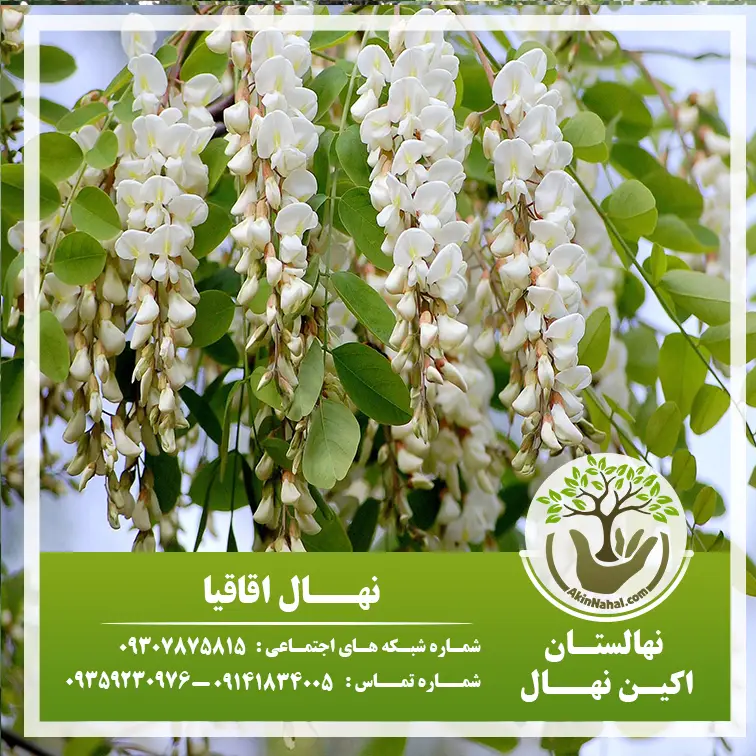 اقاقیا ، سلطه 50 ساله استرالیا ، چرا باید گل ملی استرالیا باشد ؟؟؟ -