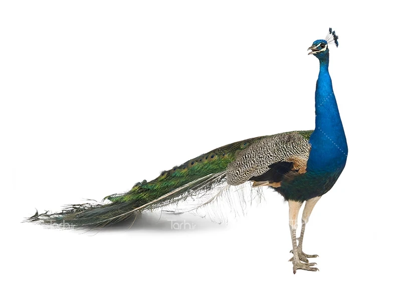 انواع گونه های طاووس (Peafowl) | دی کیو شاپ