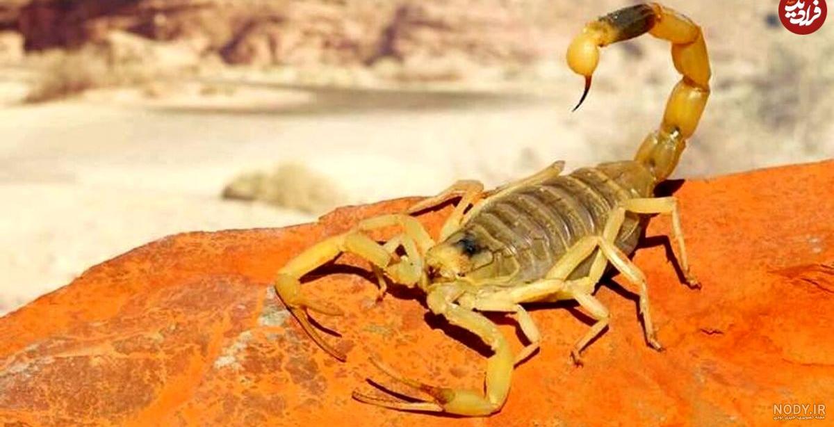 بدن عقرب، چشمی بزرگ است! +عکس