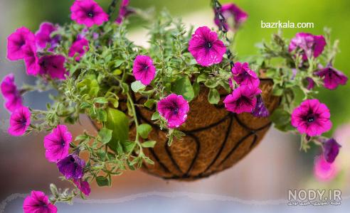 بذر اطلسی + راهنمای کاشت بذر اطلسی - اطلسی ها بذر اطلسی + راهنمای کاشت بذر اطلسی - اطلسی ها